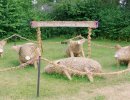 schweinegilde st8752