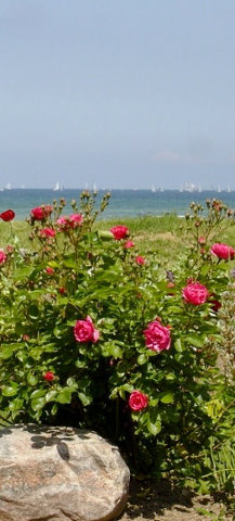 Rosen